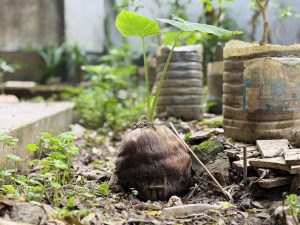 Coconut sprout in soil, surrounded by green plants and stone pots.