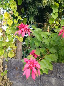 A vibrant cluster of bright pink flowers is blooming amidst lush green leaves.