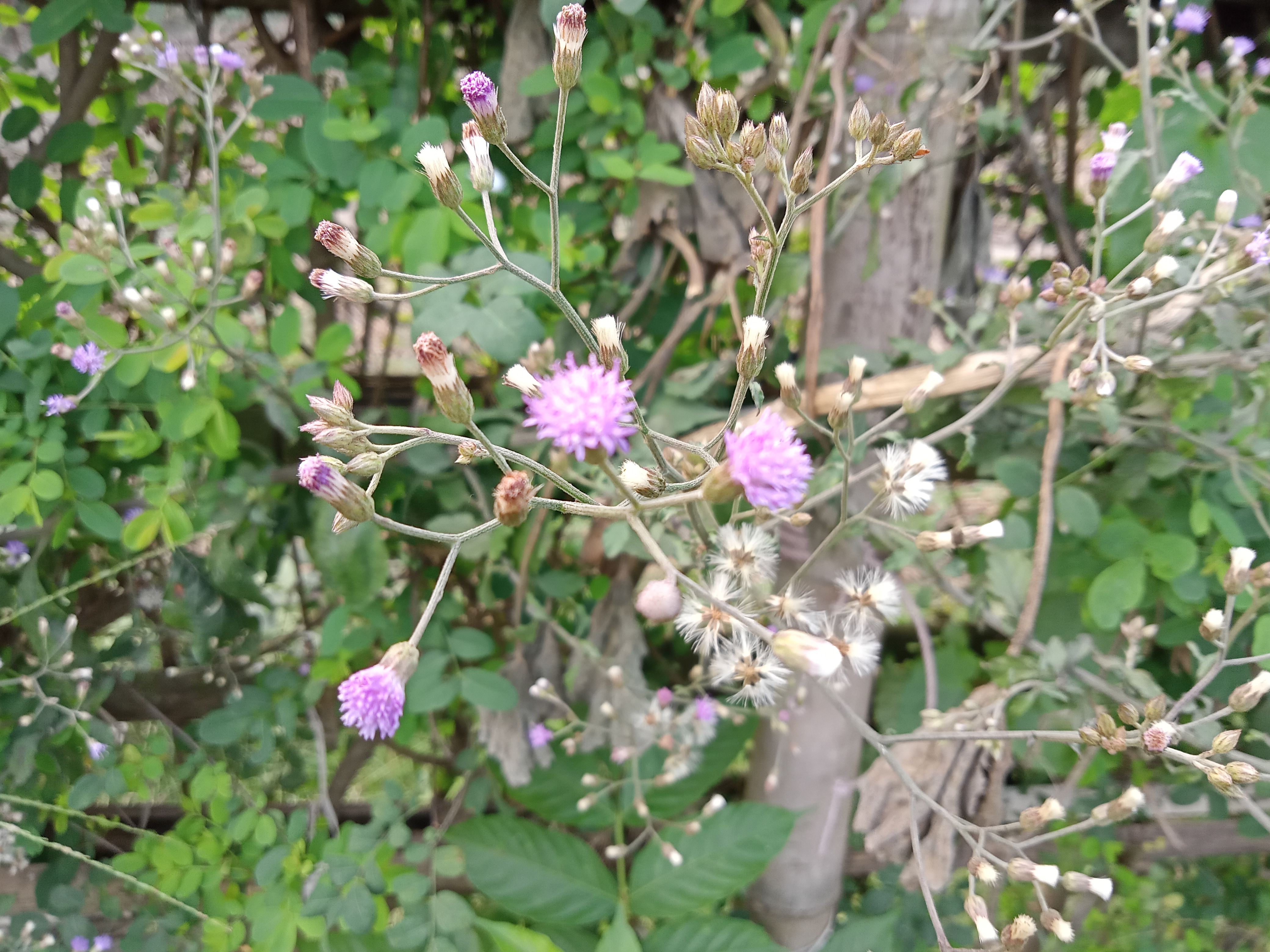 A picture focused on a tiny pink coloured wild flowers with leafy background at Kawtoli, Brahmanbaria, Bangladesh