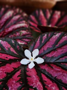 A close-up view of a small white flower placed gently on a bold pink-and-green patterned leaf. The natural contrast highlights fine textures and colors, captured in soft light at Perumanna, Kozhikode, Kerala, reflecting quiet beauty in everyday nature.