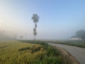 

Foggy morning with a winding road, a lone tree, and a small house in misty fields.