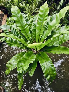 A fresh bird’s nest fern spreading broad, glossy green leaves above a quiet water body at the Malabar Botanical Garden, Kozhikode, Kerala. The reflection and symmetry highlight the peaceful beauty of this tropical fern habitat. 