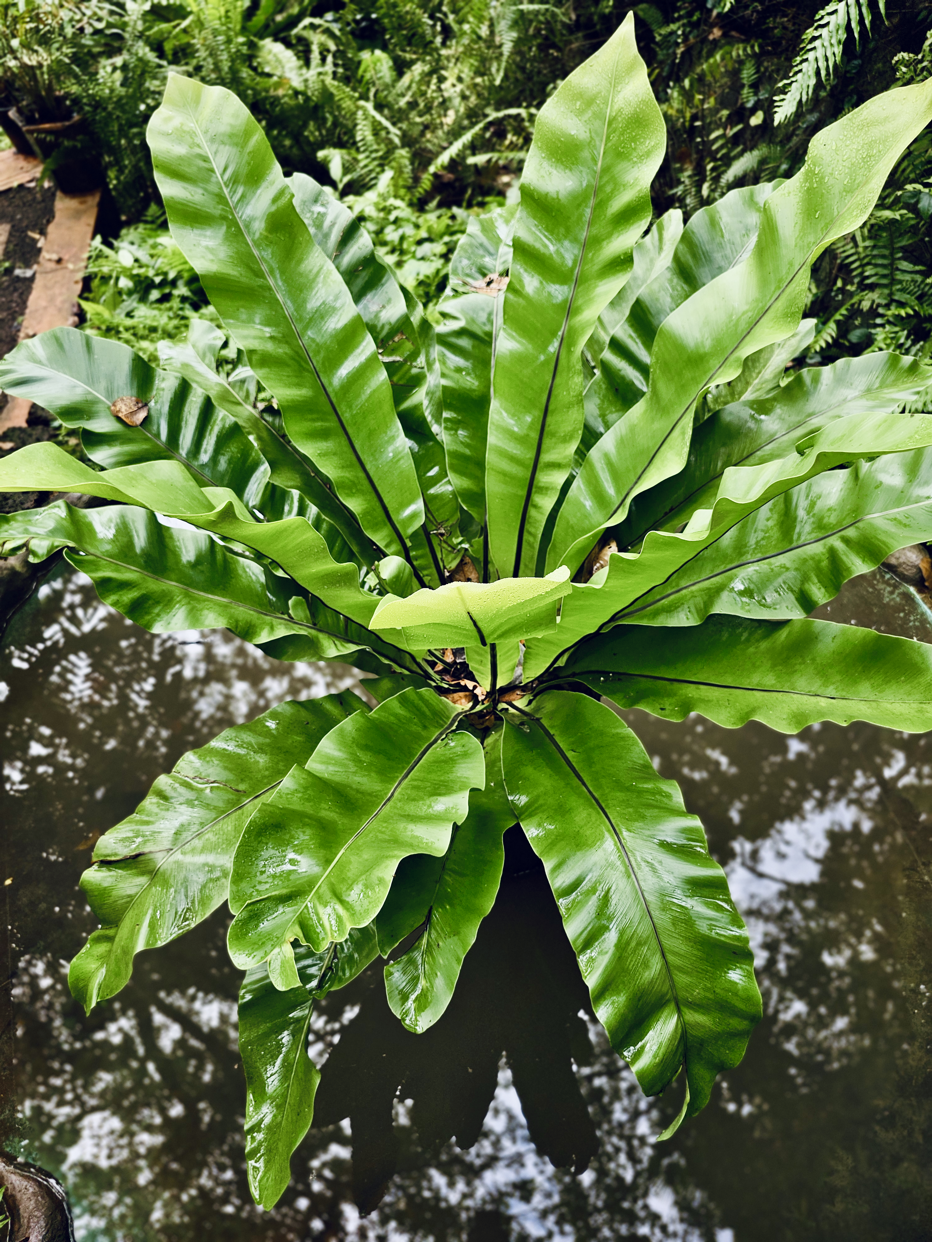 A fresh bird’s nest fern spreading broad, glossy green leaves above a quiet water body at the Malabar Botanical Garden, Kozhikode, Kerala. The reflection and symmetry highlight the peaceful beauty of this tropical fern habitat.