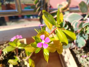 A close-up view of a vibrant pink flower surrounded by green leaves, with sunlight illuminating the scene.