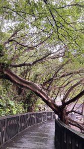 A wooden walkway curves through a lush, green environment, with large tree branches extending overhead.