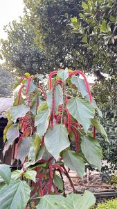 A vibrant plant with tall, hanging clusters of red, fuzzy flower spikes amidst broad green leaves, set against a backdrop of blurred trees and foliage. 