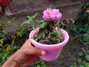 A hand is holding a small pink pot containing a plant with green leaves and several pink flowers blooming at the top.