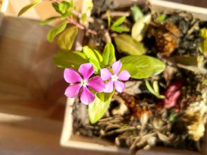 A picture focused on two violet coloured flowers in a white coloured flower pot.