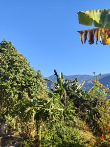 A vibrant garden scene featuring a variety of plants under a clear blue sky