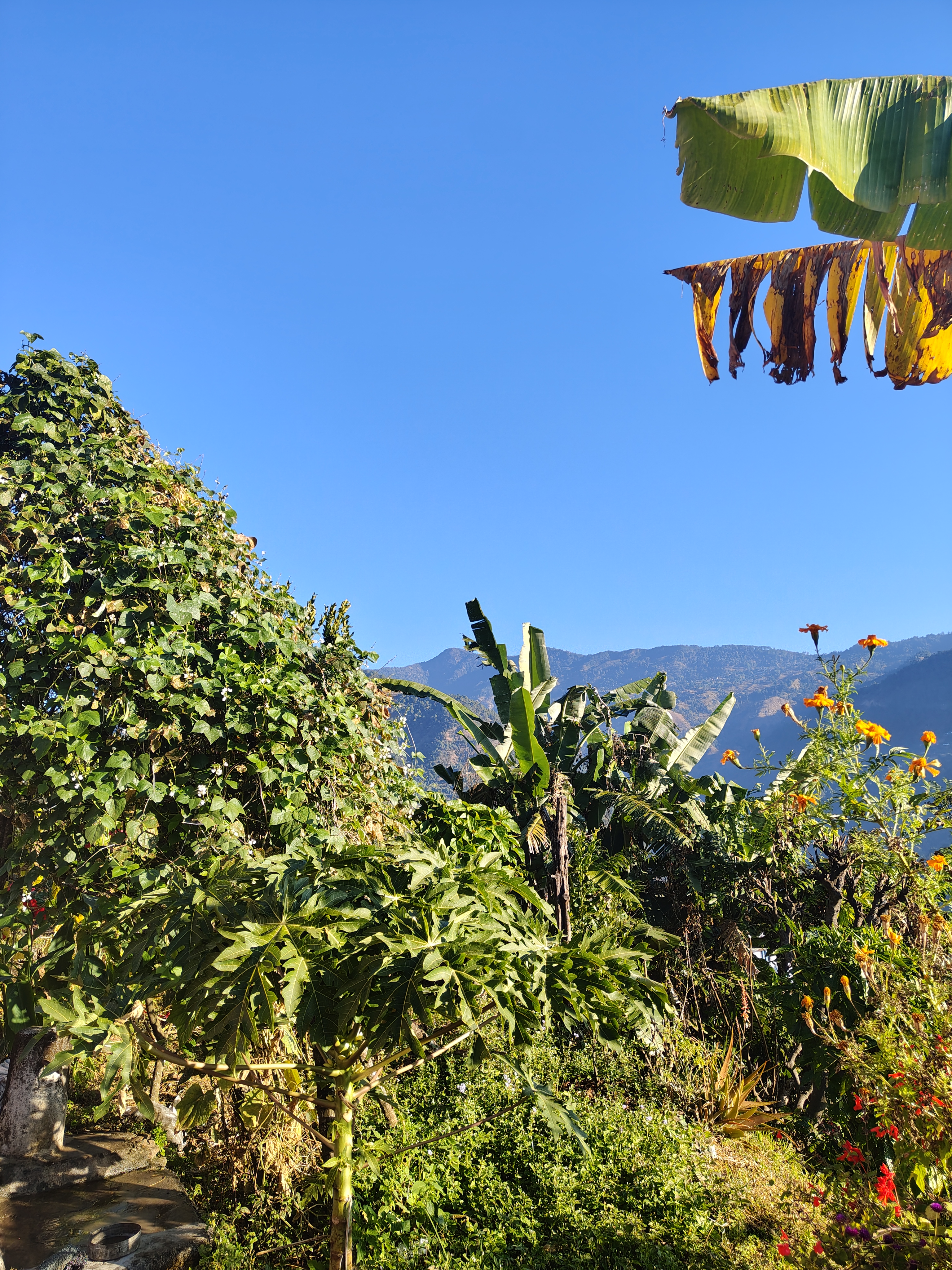 A vibrant garden scene featuring a variety of plants under a clear blue sky