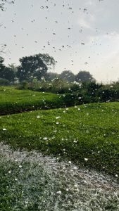 A view of a green grassy field with water droplets scattered across the foreground.