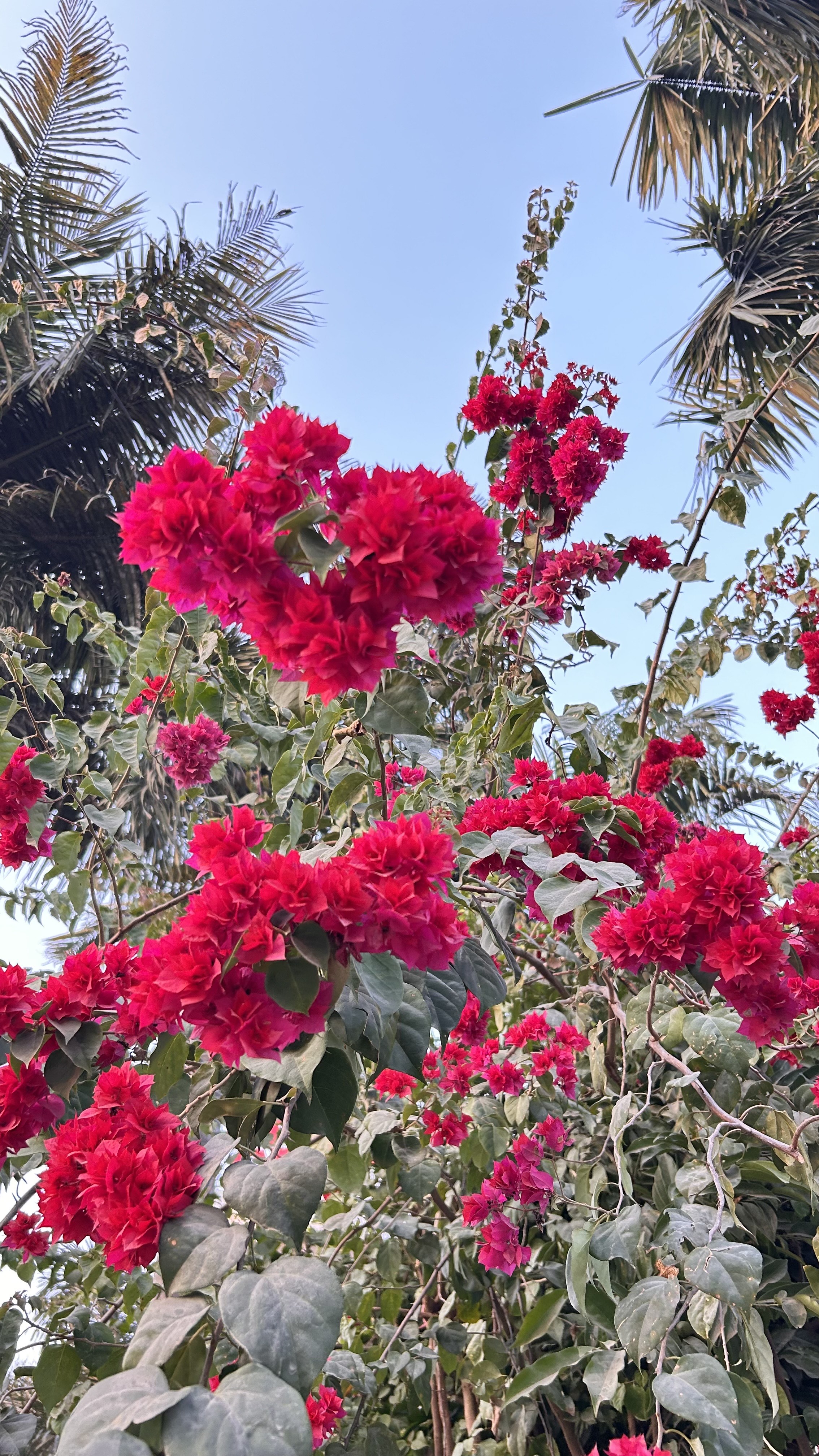 A vibrant display of bougainvillea flowers in bright pink hues, thriving in a garden setting.