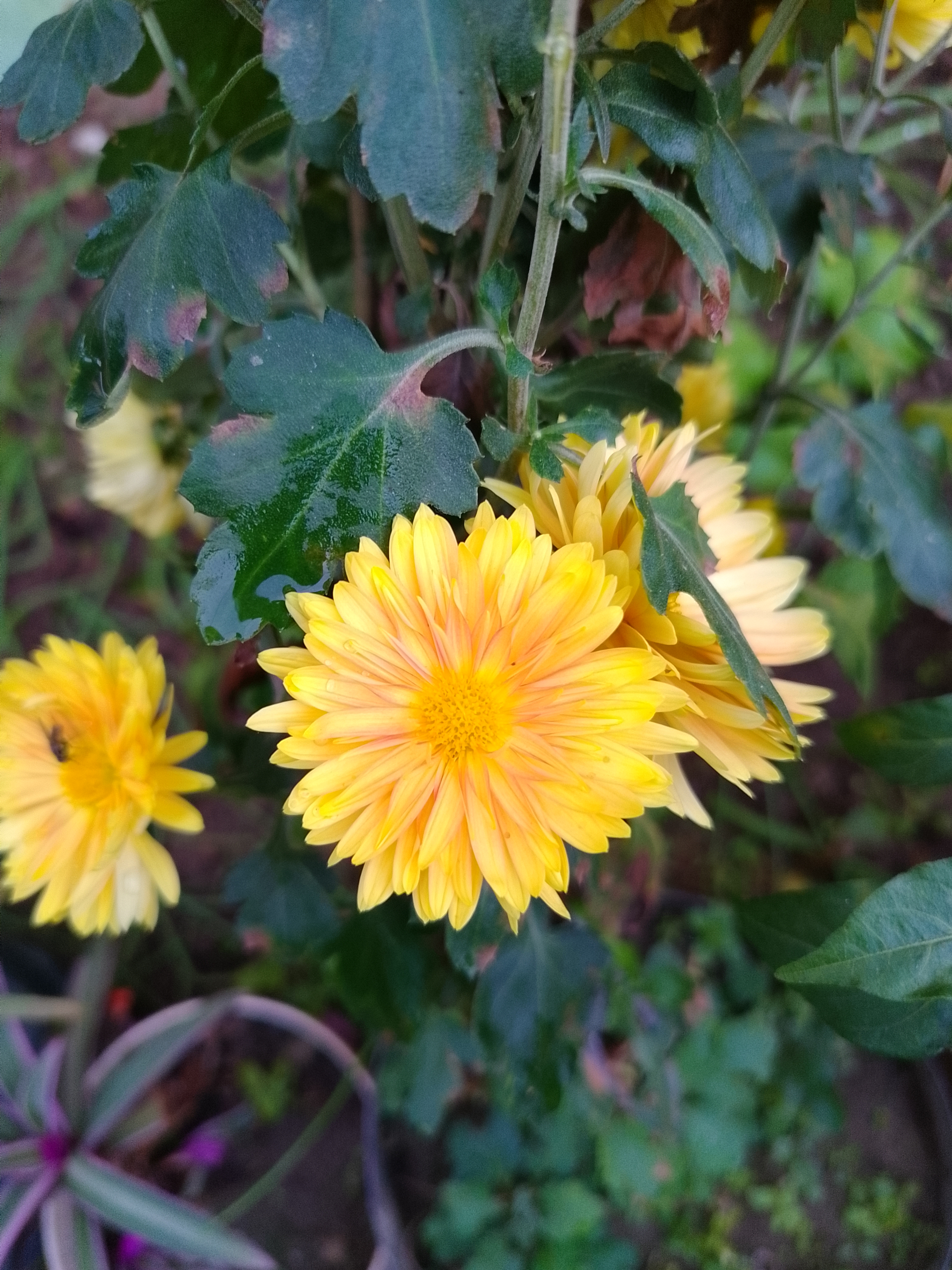 A close-up view of bright yellow flowers with a daisy-like appearance, surrounded by dark green leaves.