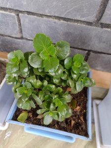 A close-up of a small potted plant with bright green, glossy leaves.