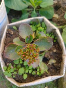 A small, hexagonal planter filled with soil contains a green plant with broad, rounded leaves that have reddish edges.