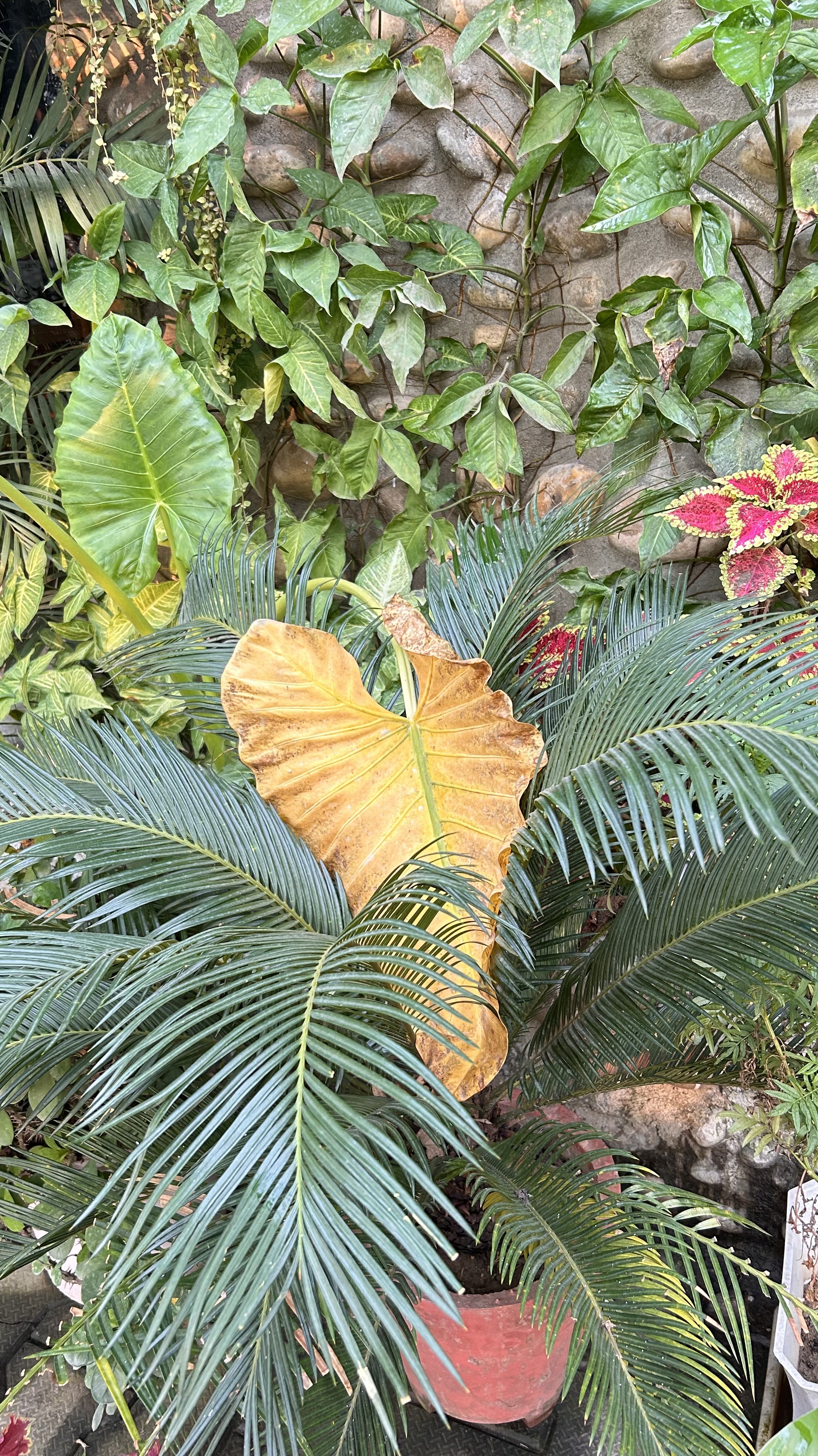 A lush assortment of plants featuring a prominent yellowed leaf in the center surrounded by vibrant green palm fronds and other foliage. 