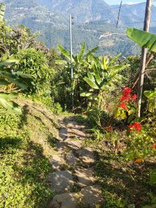 A rocky path leads down a hillside surrounded by lush greenery, including banana plants and flowering bushes. 
