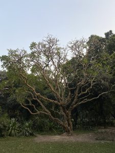 A large, leafless tree with a gnarled trunk and sprawling branches stands prominently in a green park. 