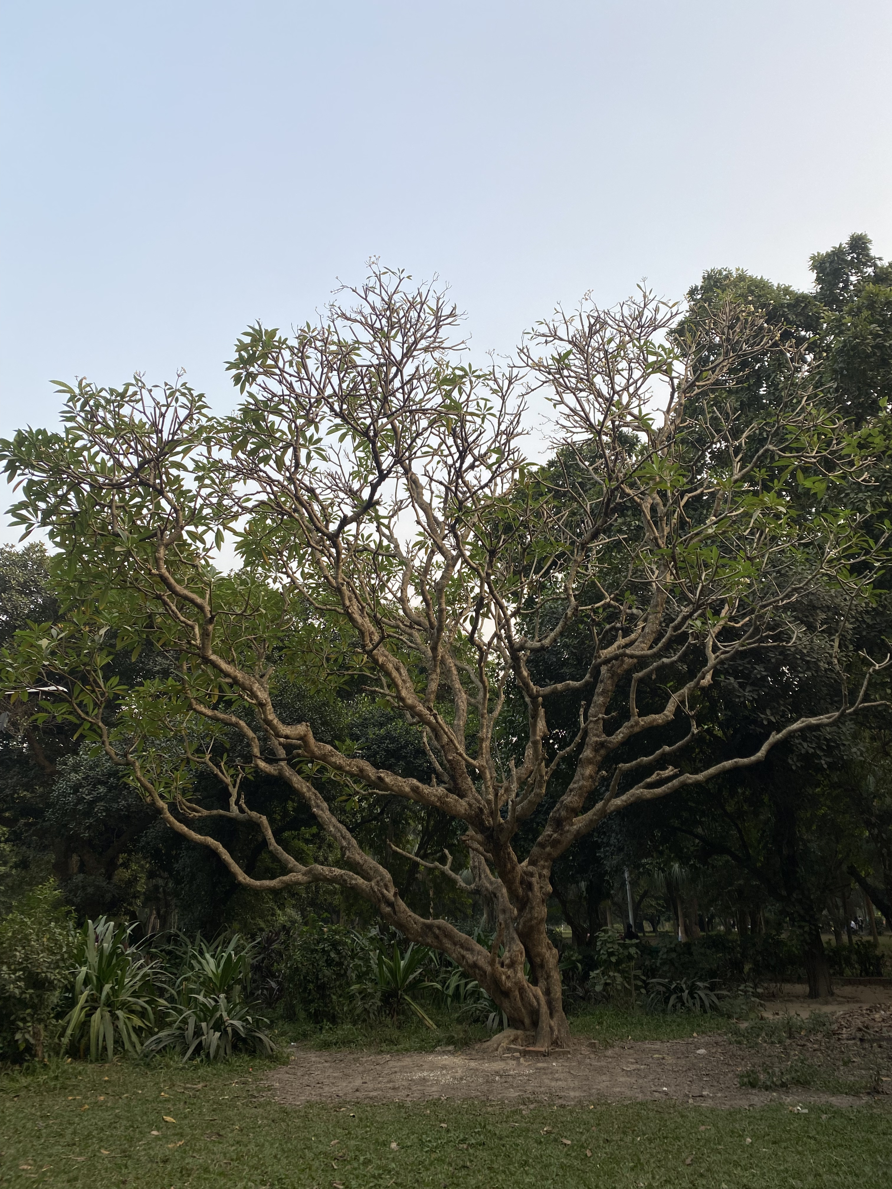 A large, leafless tree with a gnarled trunk and sprawling branches stands prominently in a green park. 