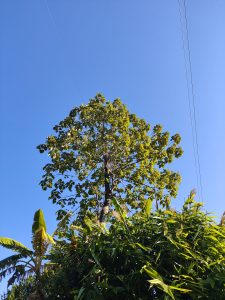 A tall tree with lush green foliage stands against a clear blue sky.