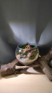 A glass terrarium is placed on a piece of driftwood, containing small rocks, patches of green moss, and a layer of sand.