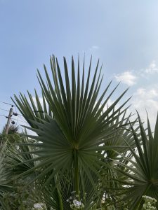 A close-up view of fan-shaped palm leaves against a clear blue sky, with a few fluffy clouds visible.