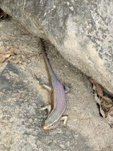 A skink, likely a Keeled Indian Mabuya (Eutropis carinata) or a Common Sun Skink (Eutropis multifasciata), displaying breeding coloration. 