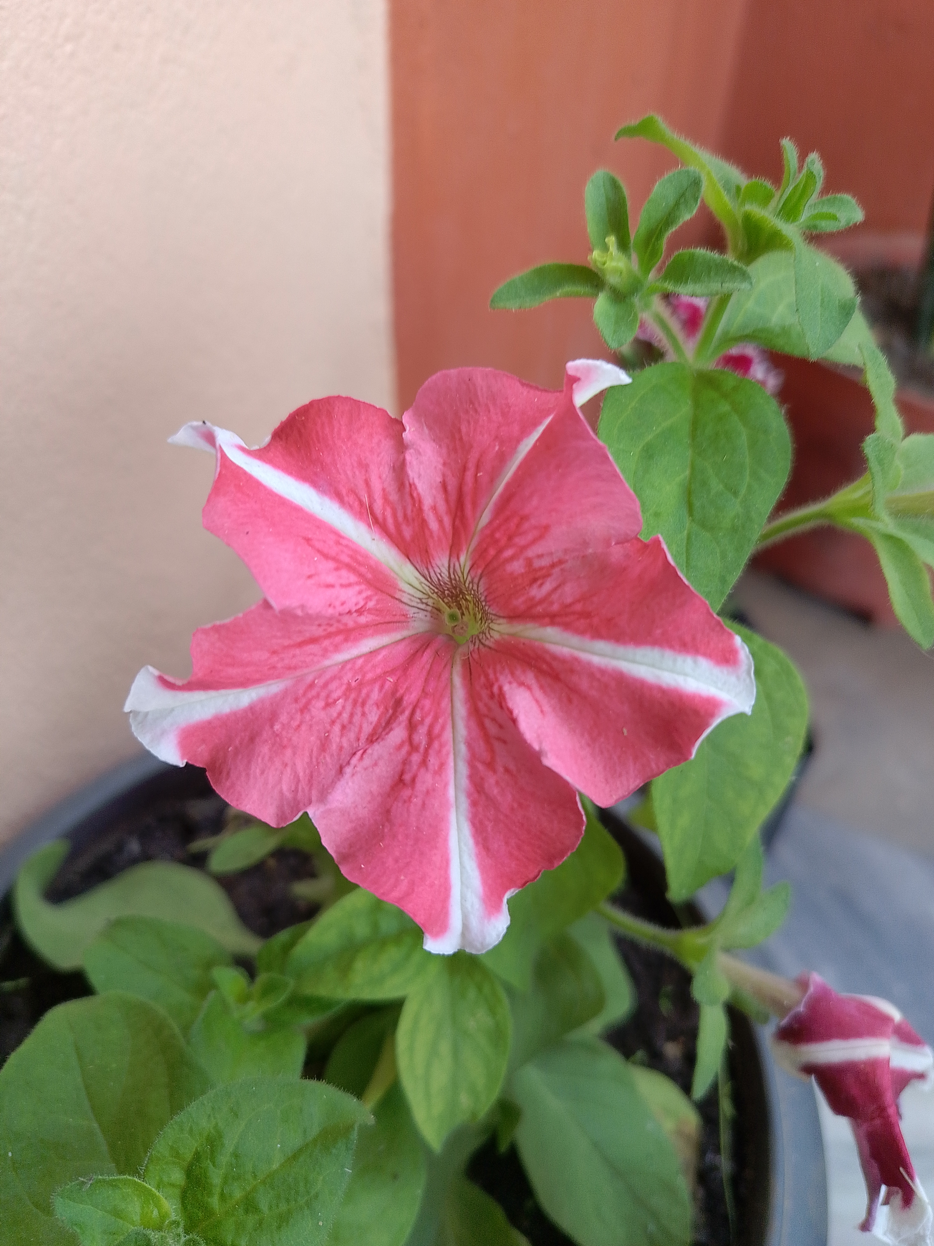 A close-up of a pink petunia flower with white stripes, surrounded by green leaves