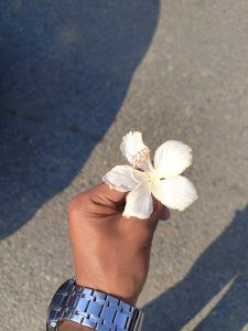 A person's hand is holding a delicate white hibiscus flower, with its soft petals partially open, showcasing its prominent stamen.