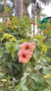 A close-up view of two pink flowers surrounded by green leaves, set against a background of vibrant foliage featuring yellow and red flowers.