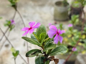 A close-up of delicate pink flowers with five petals, surrounded by green leaves.