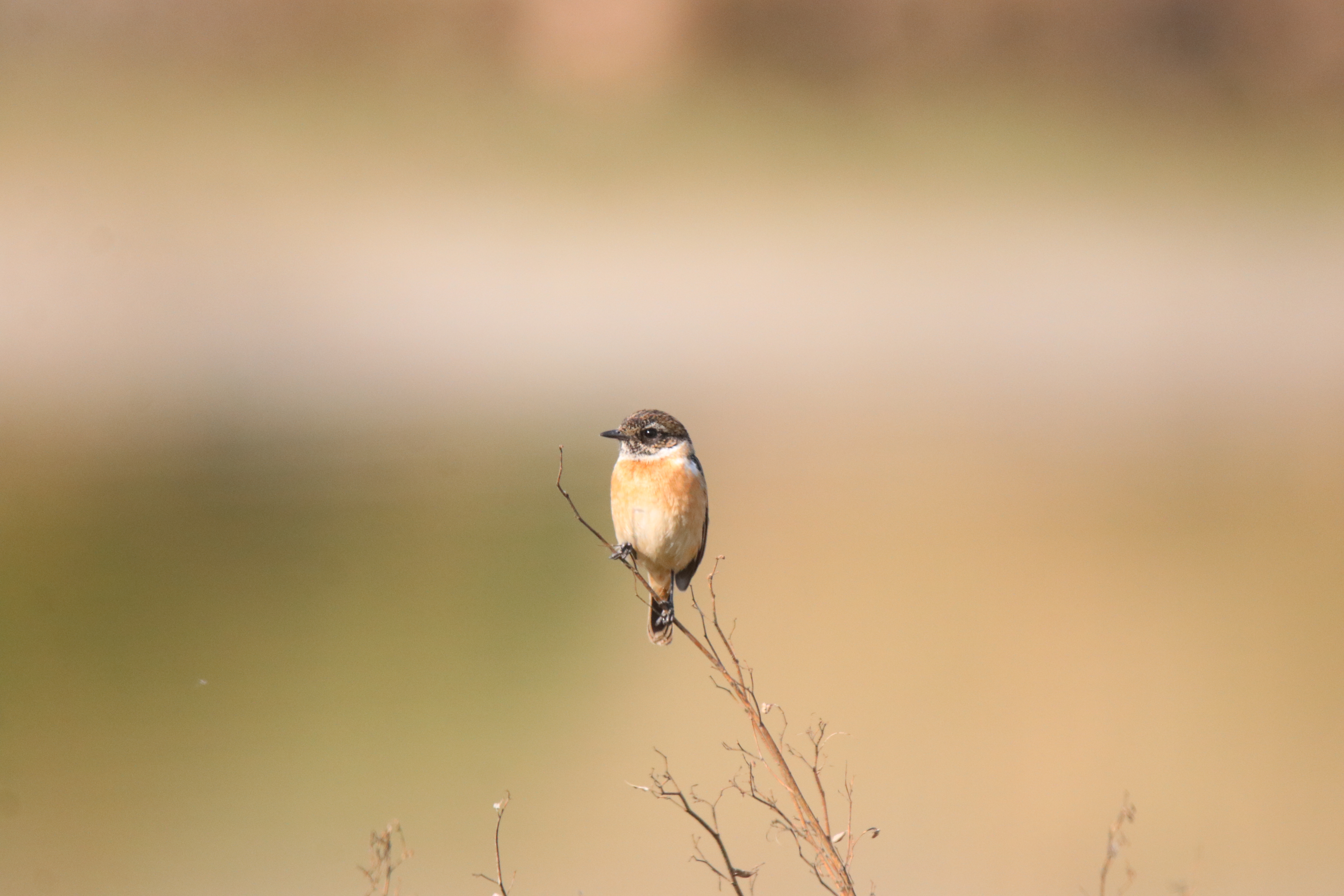 A female Siberian Stonechat perched on a thin dry twig.