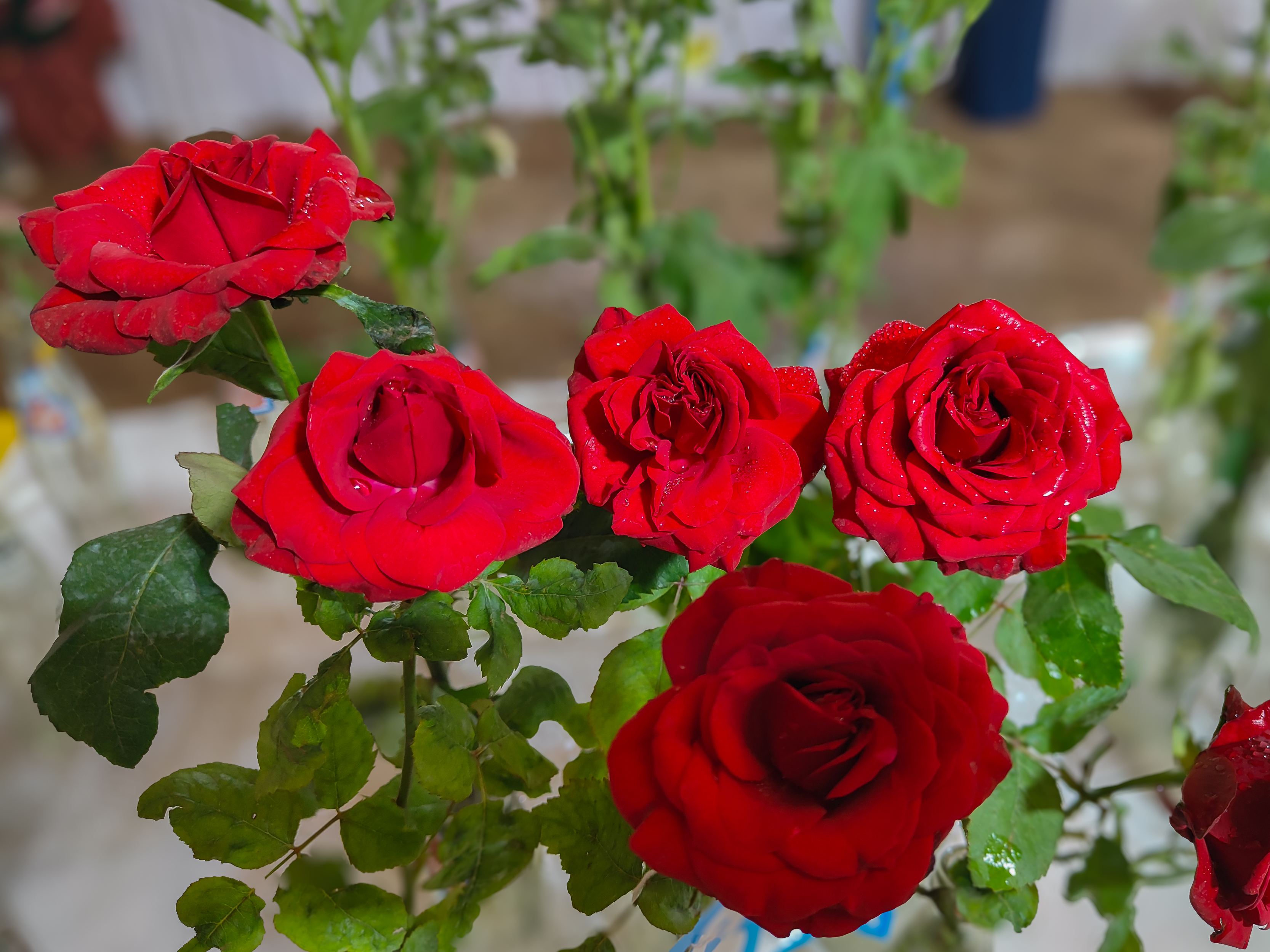 

A close-up of five vibrant red roses arranged together with lush green leaves.
