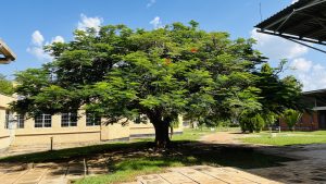 A large, lush green tree with a broad canopy stands prominently in a well-maintained outdoor space.