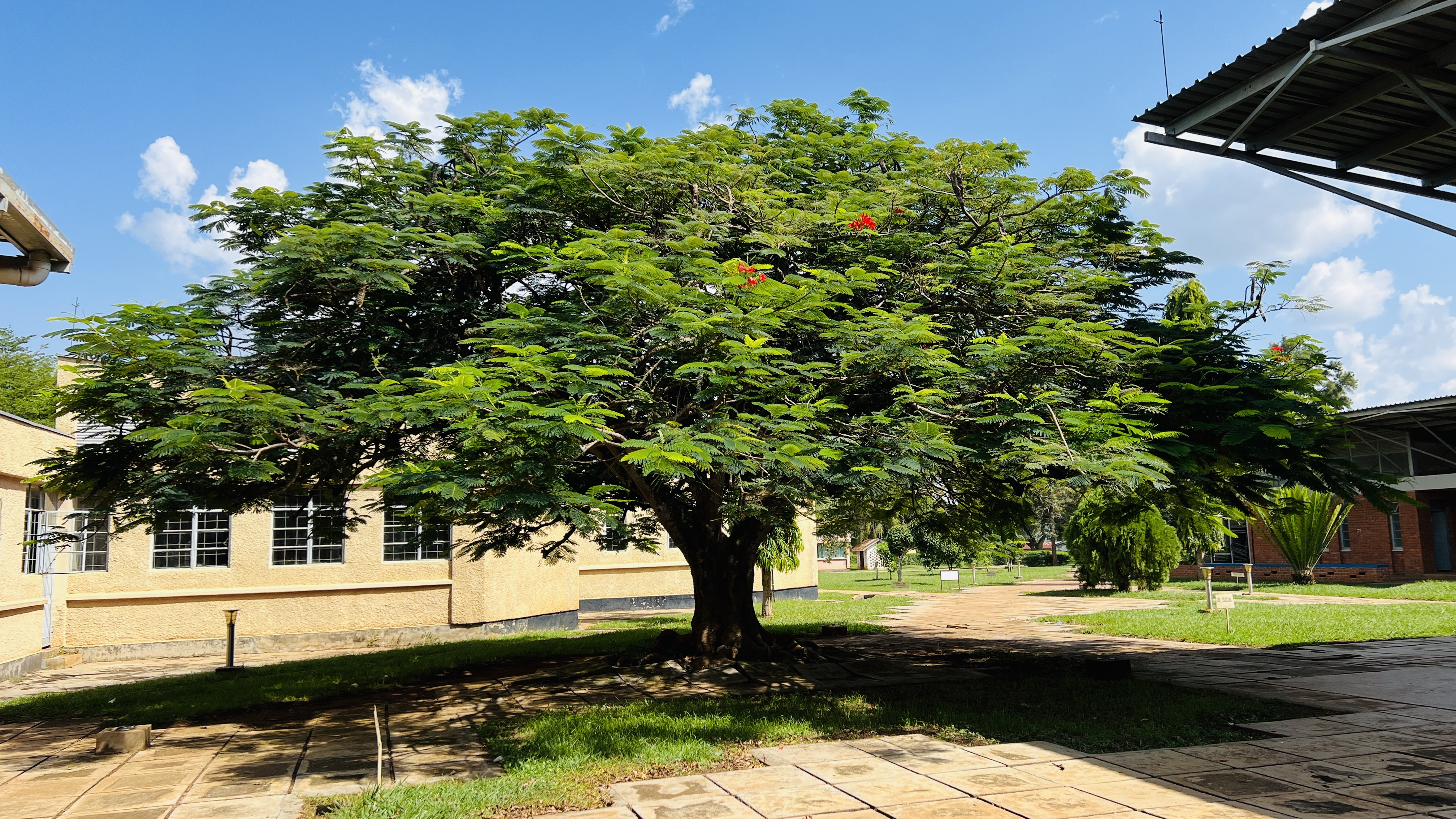 A large, lush green tree with a broad canopy stands prominently in a well-maintained outdoor space.