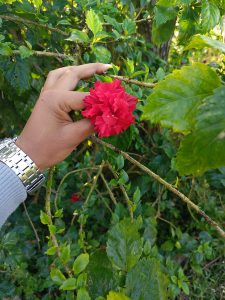 A hand holding a vibrant red flower surrounded by green leaves and branches.