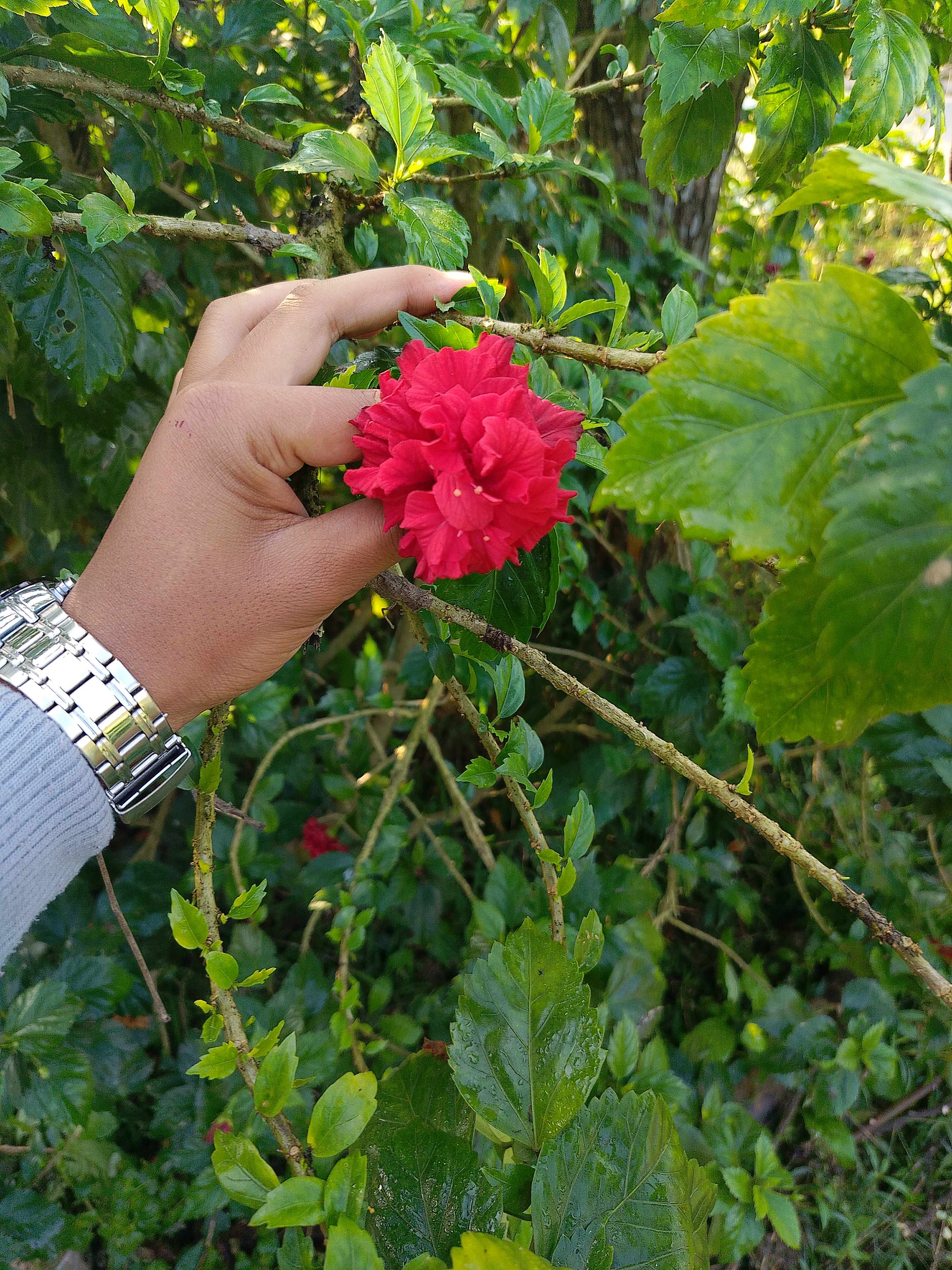 A hand holding a vibrant red flower surrounded by green leaves and branches.