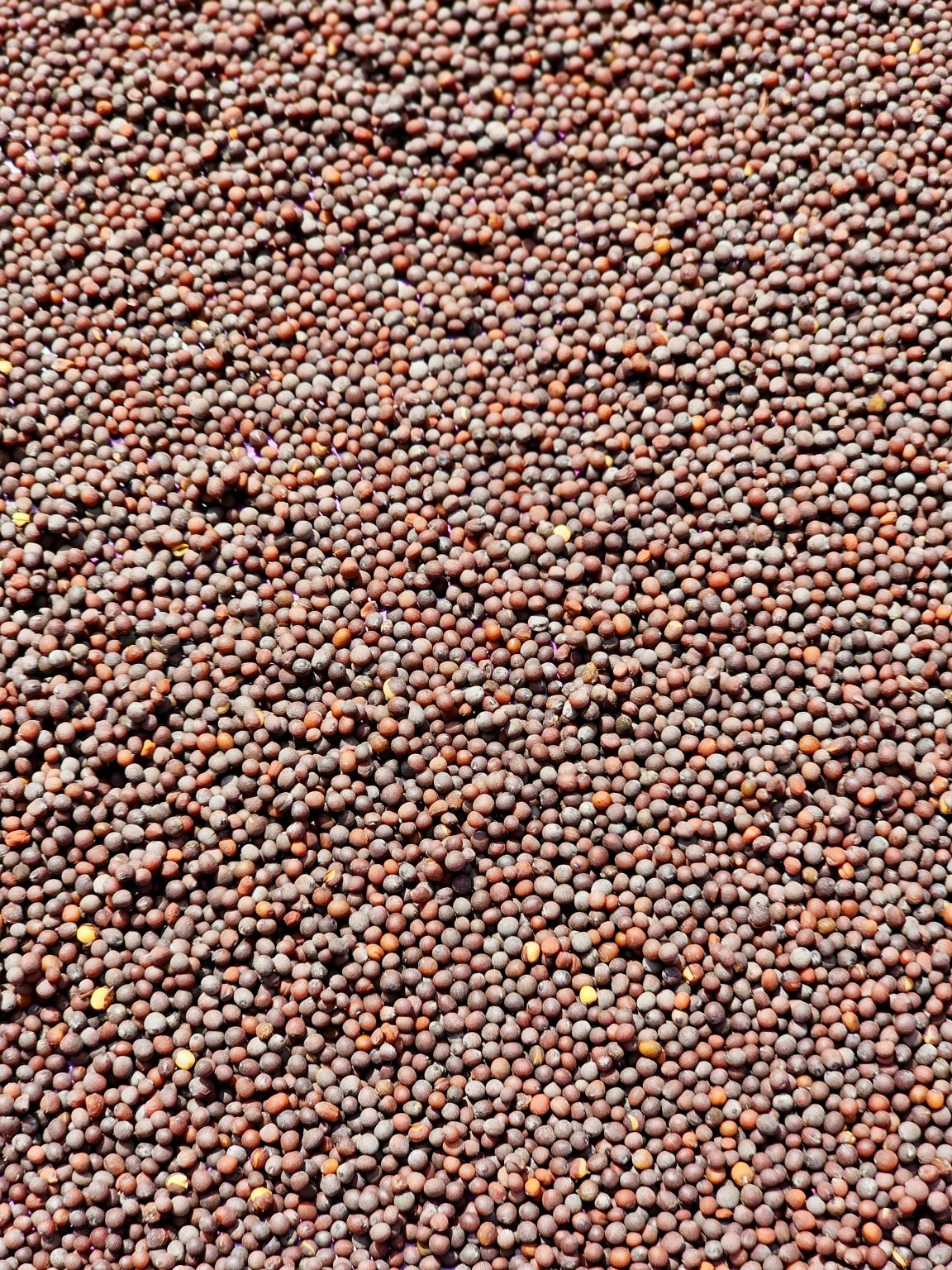 A close-up view of dry mustard seeds spread out under the sunlight in Perumanna, Kozhikode. The tiny, round seeds form a textured pattern, showing natural colors and simple beauty in everyday life.