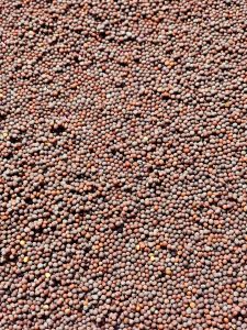 A close-up view of dry mustard seeds spread out under the sunlight in Perumanna, Kozhikode. The tiny, round seeds form a textured pattern, showing natural colors and simple beauty in everyday life. 