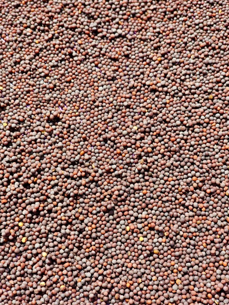 A close-up view of dry mustard seeds spread out under the sunlight in Perumanna, Kozhikode. The tiny, round seeds form a textured pattern, showing natural colors and simple beauty in everyday life.