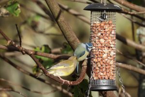 A Green Finch watching a Blue Tit feeding from a nut feeder, hanging from a tree