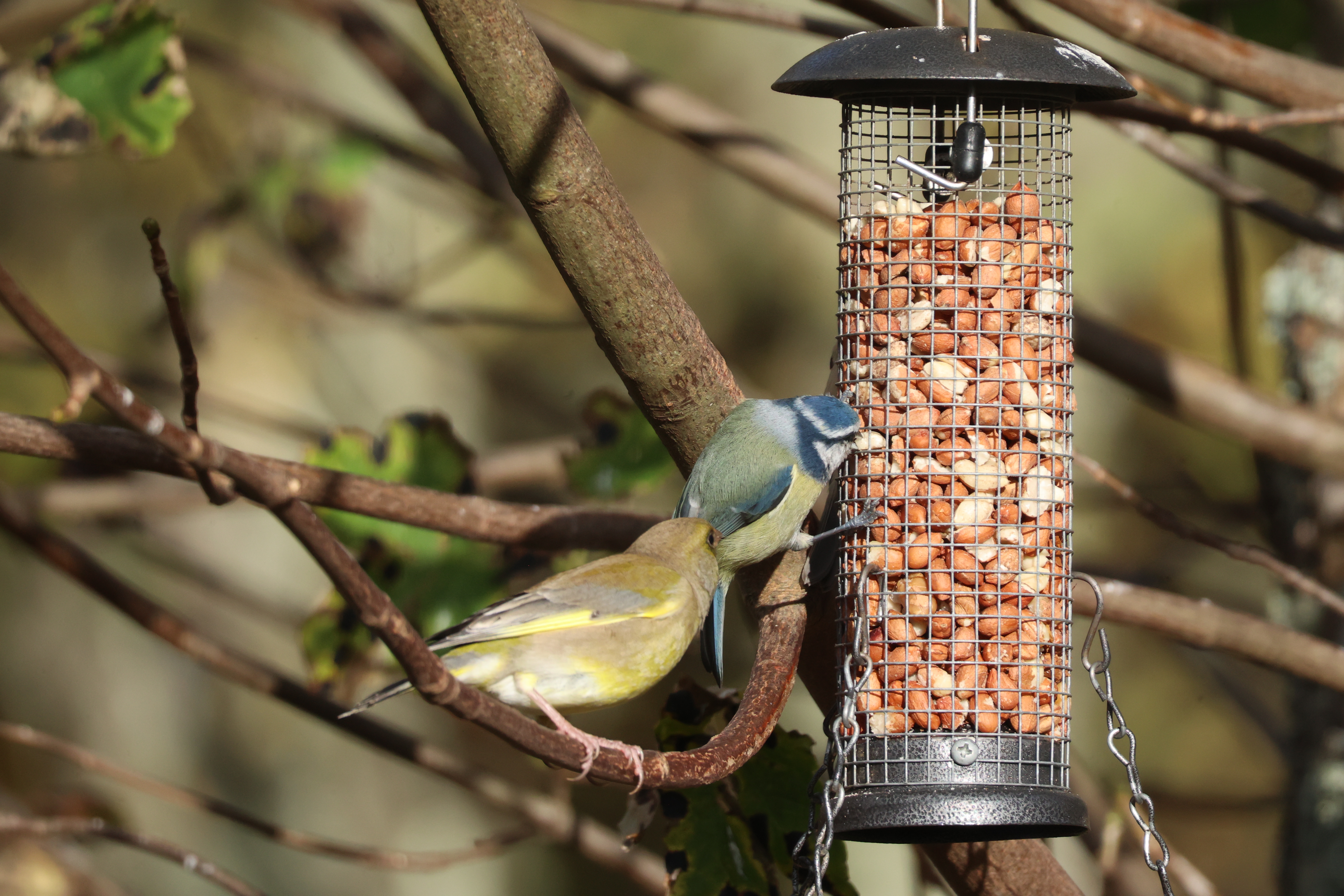 A Green Finch watching a Blue Tit feeding from a nut feeder, hanging from a tree