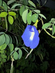 A vibrant blue flower with a distinctive white stripe is prominently featured, surrounded by green leaves.