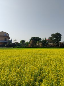 A vibrant field of bright yellow mustard with buildings, trees, and a haystack under a clear blue sky.
