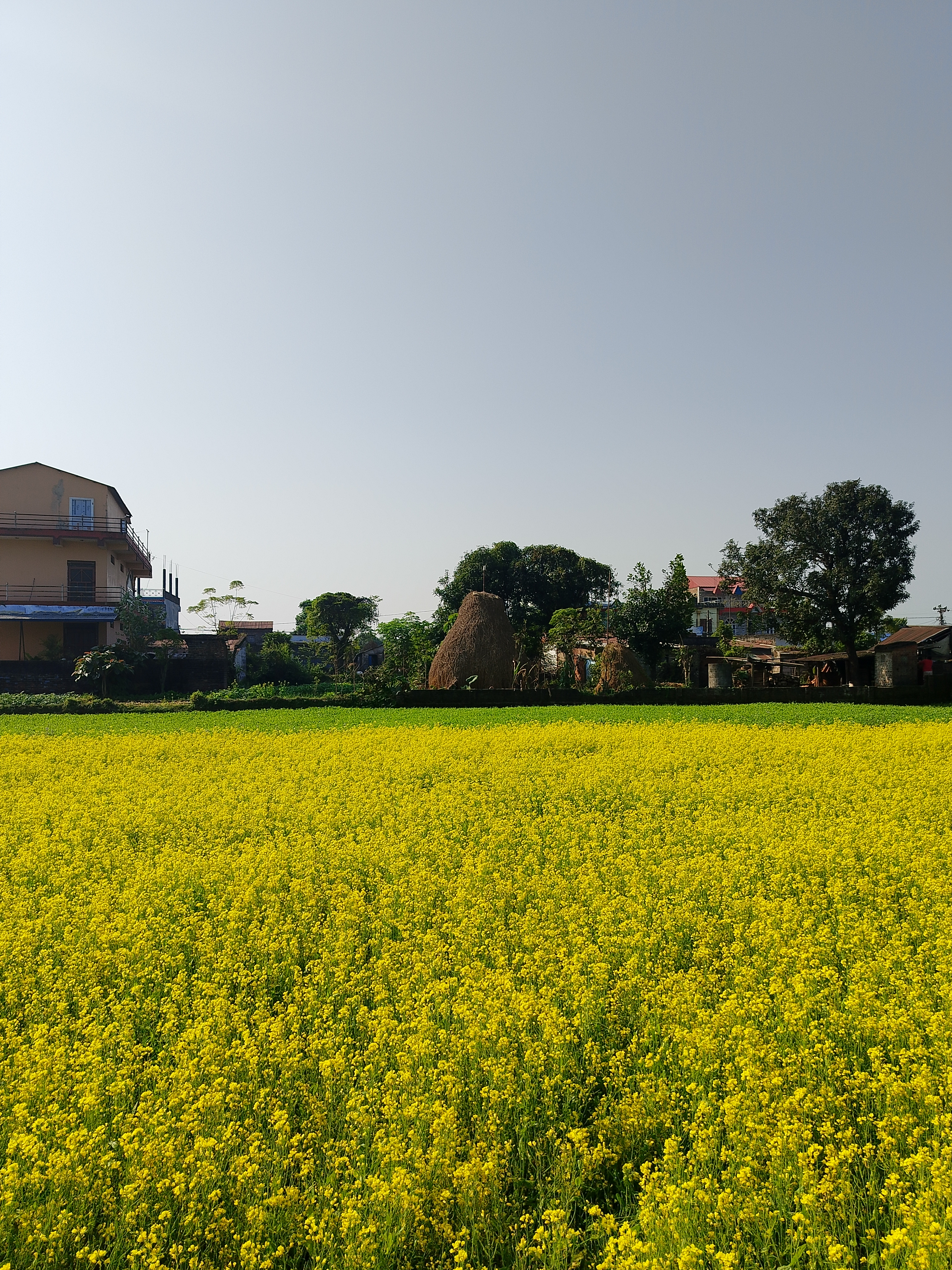 A vibrant field of bright yellow mustard with buildings, trees, and a haystack under a clear blue sky.