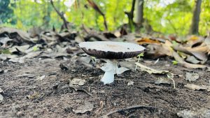 A side view of a fully grown white and grey wild mushroom. The background has a green forest view with fallen dry leaves on the ground next to the mushroom.