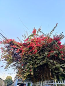 A picture of a red coloured flowers in a big tree with spread out branches. The background has a blue sky.