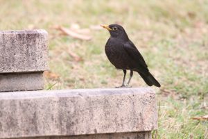 A Chinese blackbird standing on light-colored paved ground in a park.
