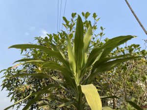A close-up view of green leaves from two different types of plants against a clear blue sky