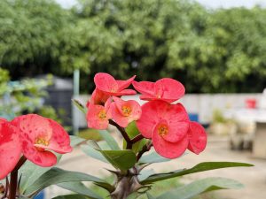A close-up view of vibrant red flowers, possibly Euphorbia milii, with rounded petals and yellow centers.